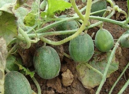 球球吃瓜网,揭秘娱乐圈最新热点，带你领略明星幕后故事