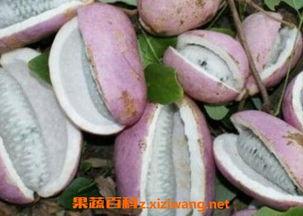 吃八月瓜的网红,网红打卡新宠，舌尖上的夏日风情