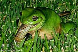 吃瓜的网红青蛙,带你领略青蛙界的“娱乐圈”